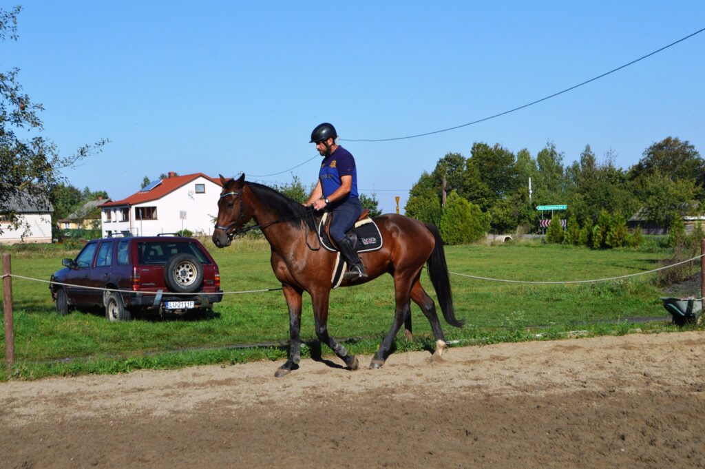  Trening młodego 4 letniego wałacha w typie wierzchowym - poranny stęp swobodny.